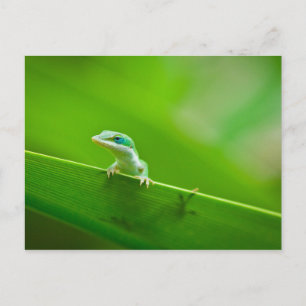 Green Anole Lizard Encounter Art Photography Briefkaart
