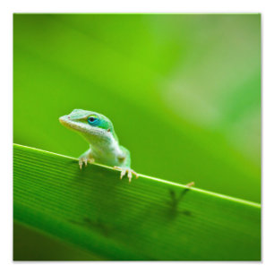 Green Anole Lizard Encounter Art Photography Foto Afdruk