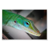 Green Anole Lizard Foto Afdruk (Voorkant)