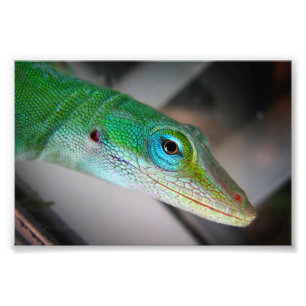 Green Anole Lizard Foto Afdruk