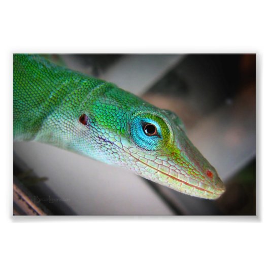 Green Anole Lizard Foto Afdruk (Voorkant)
