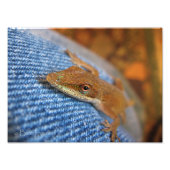 Green Anole Lizard Foto Afdruk (Voorkant)