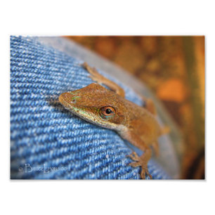 Green Anole Lizard Foto Afdruk