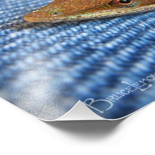 Green Anole Lizard Foto Afdruk (Hoek)