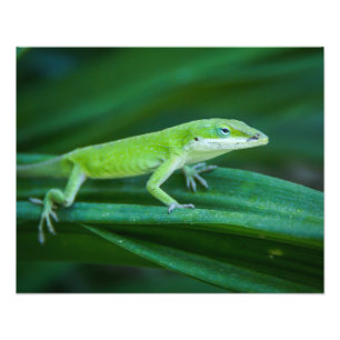 Green Anole Lizard Foto Afdruk