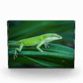 Green Anole Lizard Fotoblokken (Voorkant)