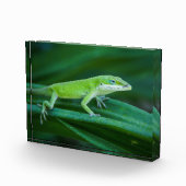 Green Anole Lizard Fotoblokken (Rechts)