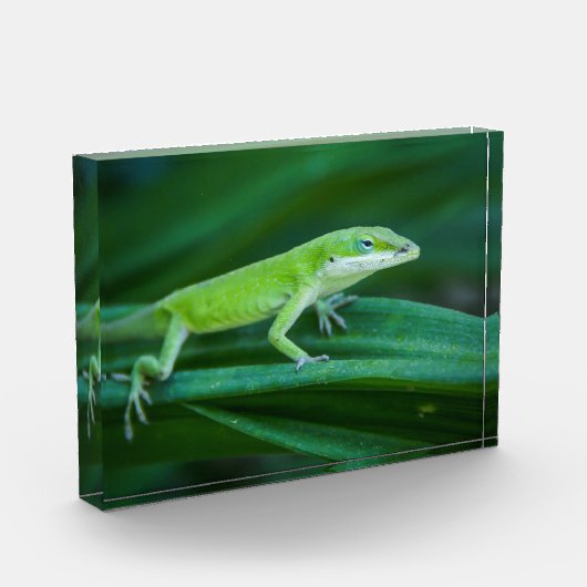 Green Anole Lizard Fotoblokken (Links)