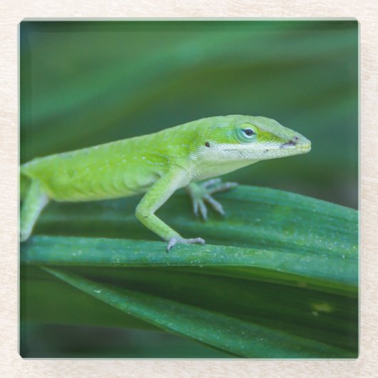 Green Anole Lizard Glazen Onderzetter (Voorkant)