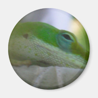 Green Anole Lizard Magneet