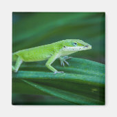 Green Anole Lizard Magneet (Voorkant)