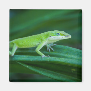Green Anole Lizard Magneet