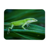 Green Anole Lizard Magneet (Horizontaal)