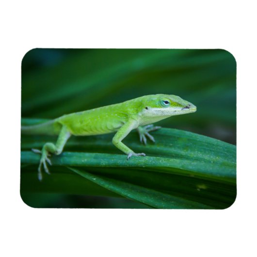 Green Anole Lizard Magneet (Horizontaal)