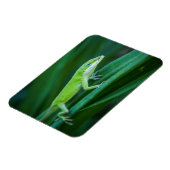 Green Anole Lizard Magneet (Linkerzijde)
