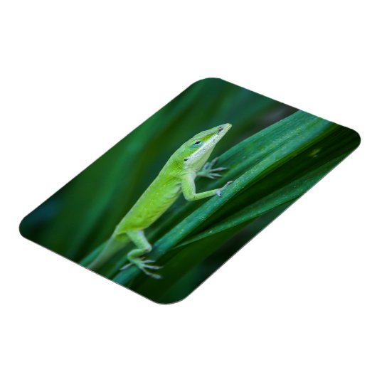 Green Anole Lizard Magneet (Linkerzijde)