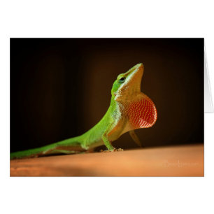 Green Anole Lizard met Red Thraot