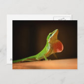 Green Anole Lizard met Red Thraot Briefkaart (Voorkant / Achterkant)