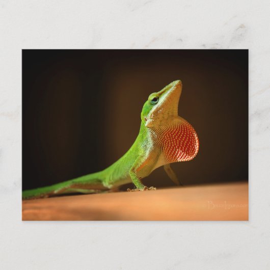 Green Anole Lizard met Red Thraot Briefkaart (Voorkant)