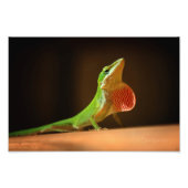 Green Anole Lizard met Red Thraot Foto Afdruk (Voorkant)