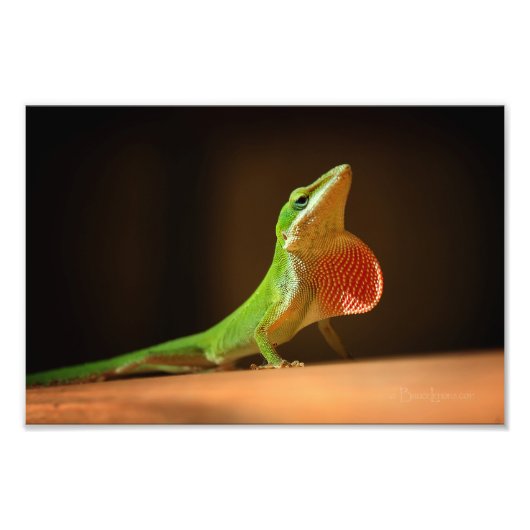 Green Anole Lizard met Red Thraot Foto Afdruk (Voorkant)