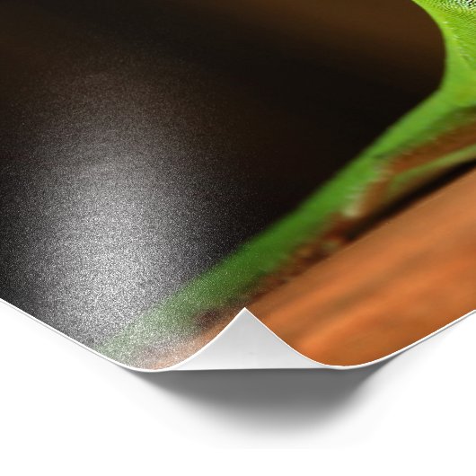 Green Anole Lizard met Red Thraot Foto Afdruk (Hoek)