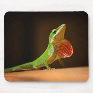 Green Anole Lizard met Red Thraot Muismat