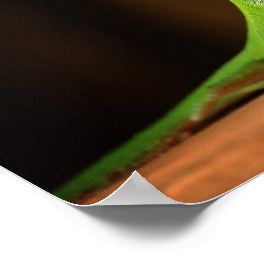 Green Anole Lizard met Red Thraot Poster (Hoek)