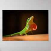 Green Anole Lizard met Red Thraot Poster (Voorkant)