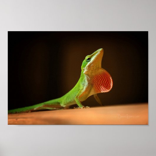 Green Anole Lizard met Red Thraot Poster (Voorkant)