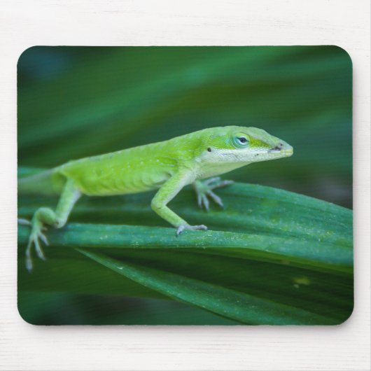 Green Anole Lizard Muismat (Voorkant)