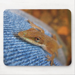Green Anole Lizard Muismat