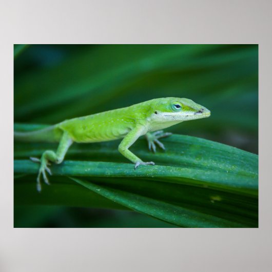 Green Anole Lizard Poster (Voorkant)