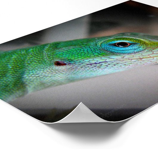 Green Anole Lizard Poster (Hoek)