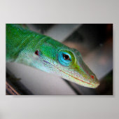 Green Anole Lizard Poster (Voorkant)