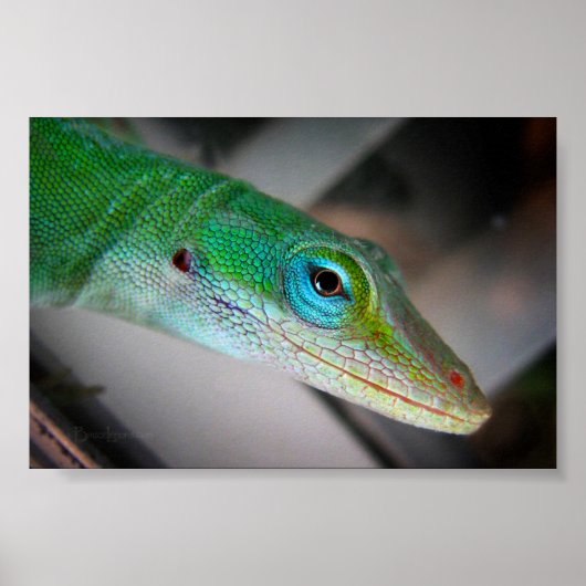 Green Anole Lizard Poster (Voorkant)