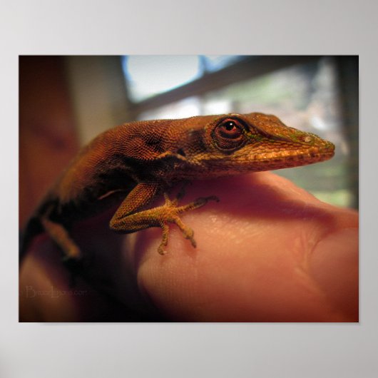 Green Anole Lizard Poster (Voorkant)