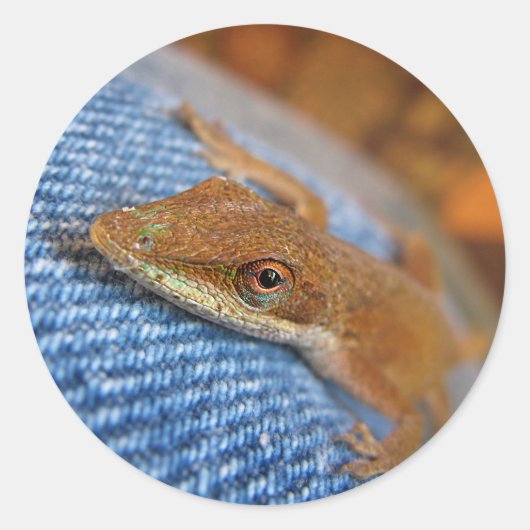 Green Anole Lizard Ronde Sticker (Voorkant)