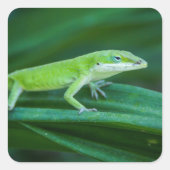 Green Anole Lizard Vierkante Sticker (Voorkant)