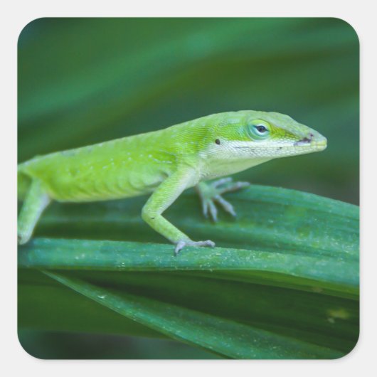 Green Anole Lizard Vierkante Sticker (Voorkant)