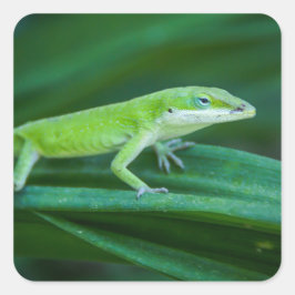 Green Anole Lizard Vierkante Sticker