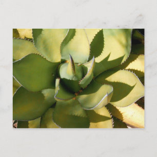 "Green Arizona" Briefkaart