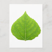 Green Aspen Leaf #11 Briefkaart (Voorkant)