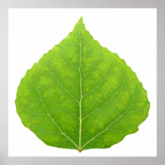 Green Aspen Leaf #11 Poster (Voorkant)