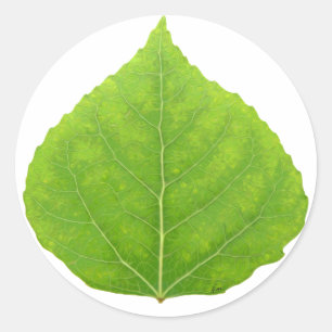 Green Aspen Leaf #11 Ronde Sticker