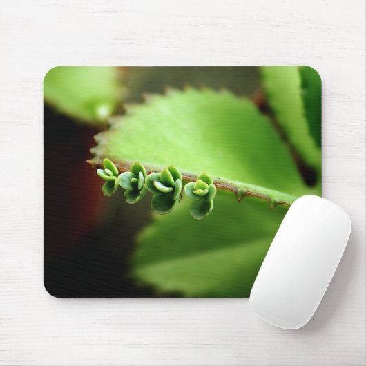 Green Baby Succulents Plant Natuur Foto Mousepad Muismat (Met muis)