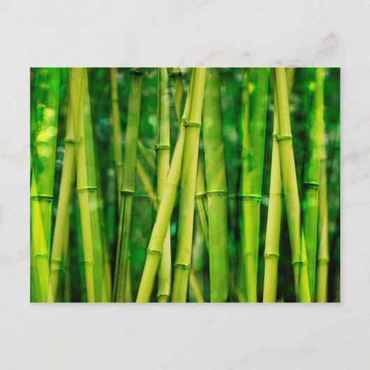 Green Bamboo Briefkaart (Voorkant)