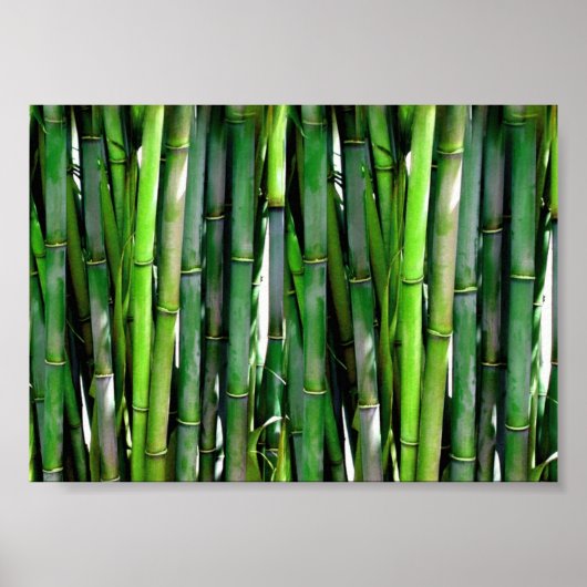 Green Bamboo Stalks Natuur Fotografie Poster (Voorkant)