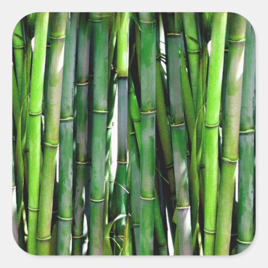 Green Bamboo Stalks Natuur Fotografie Vierkante Sticker (Voorkant)