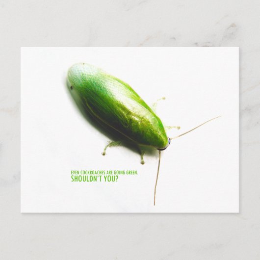 Green Banana Cockroach - Panchlora investeringsa Briefkaart (Voorkant)